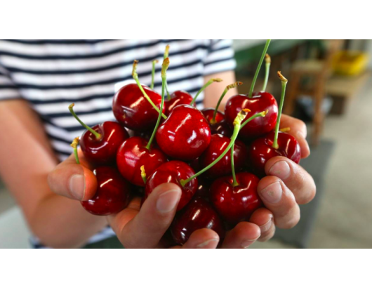 Cherry prices to go up after unseasonable rain New Zealand