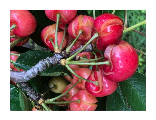 California cherry crop devastated by storms