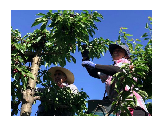 智利櫻桃成為中國市場的新寵兒