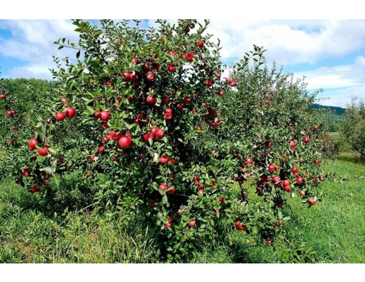 Ambrosia apple ready to hit sales peak in US