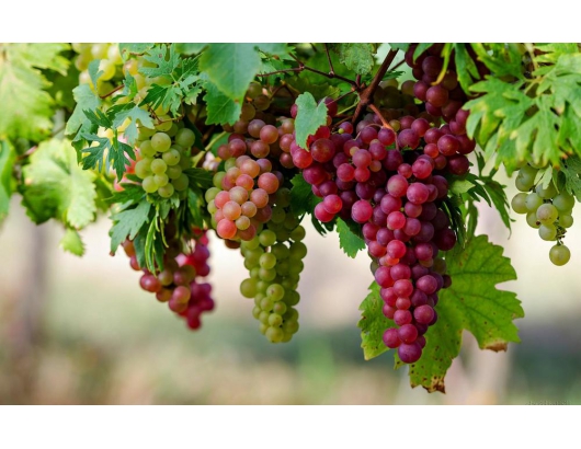 美國Terra Exports表示：加州葡萄的“穩定”季節。