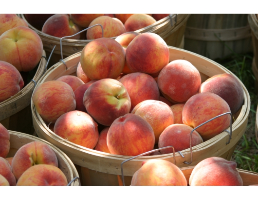 美東南部遭受重大損失後，桃子的價格成天價了。