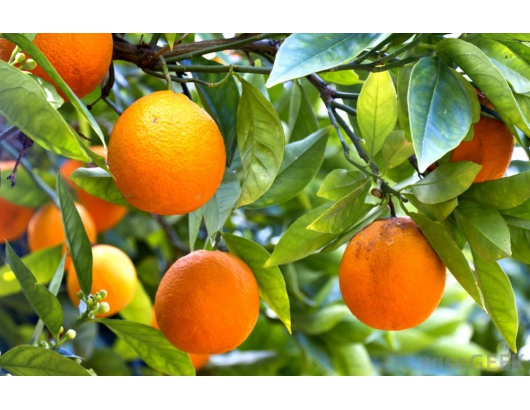 美國：加州橙子收成將會比去年晚。