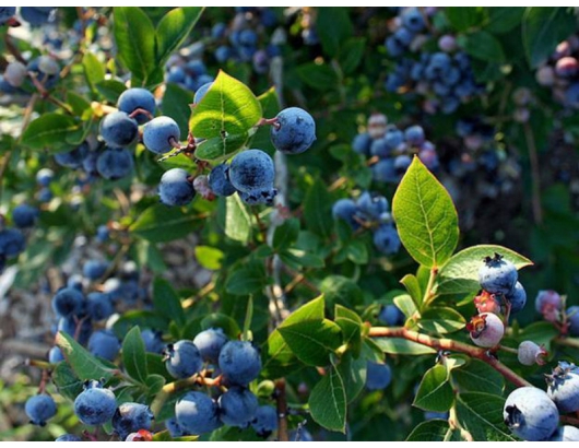 智利提高藍莓推廣