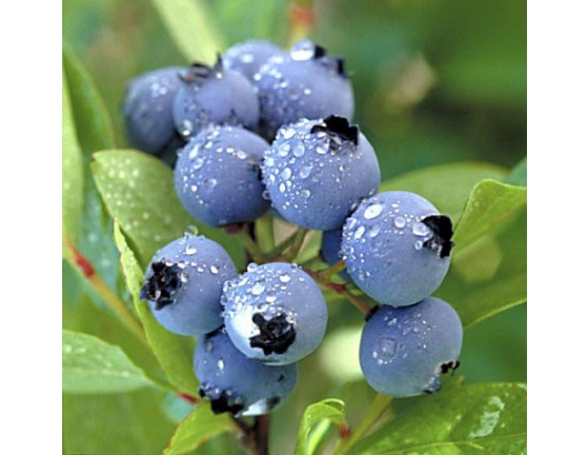 加拿大得到高灌木藍莓