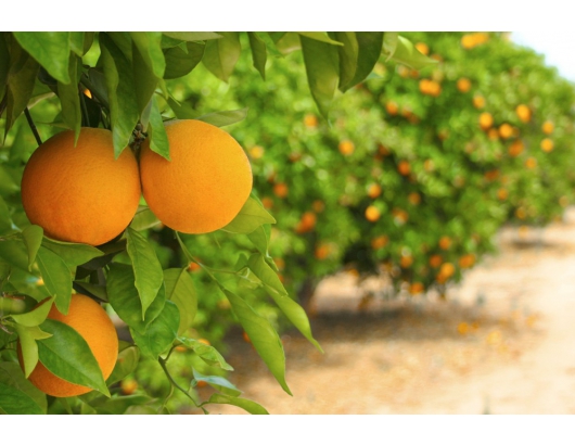 佛羅里達柑橘“低產量但穩定”