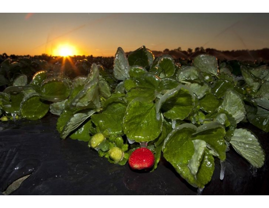 佛羅里達州凍結之後，草莓成長變緩只是暫時的